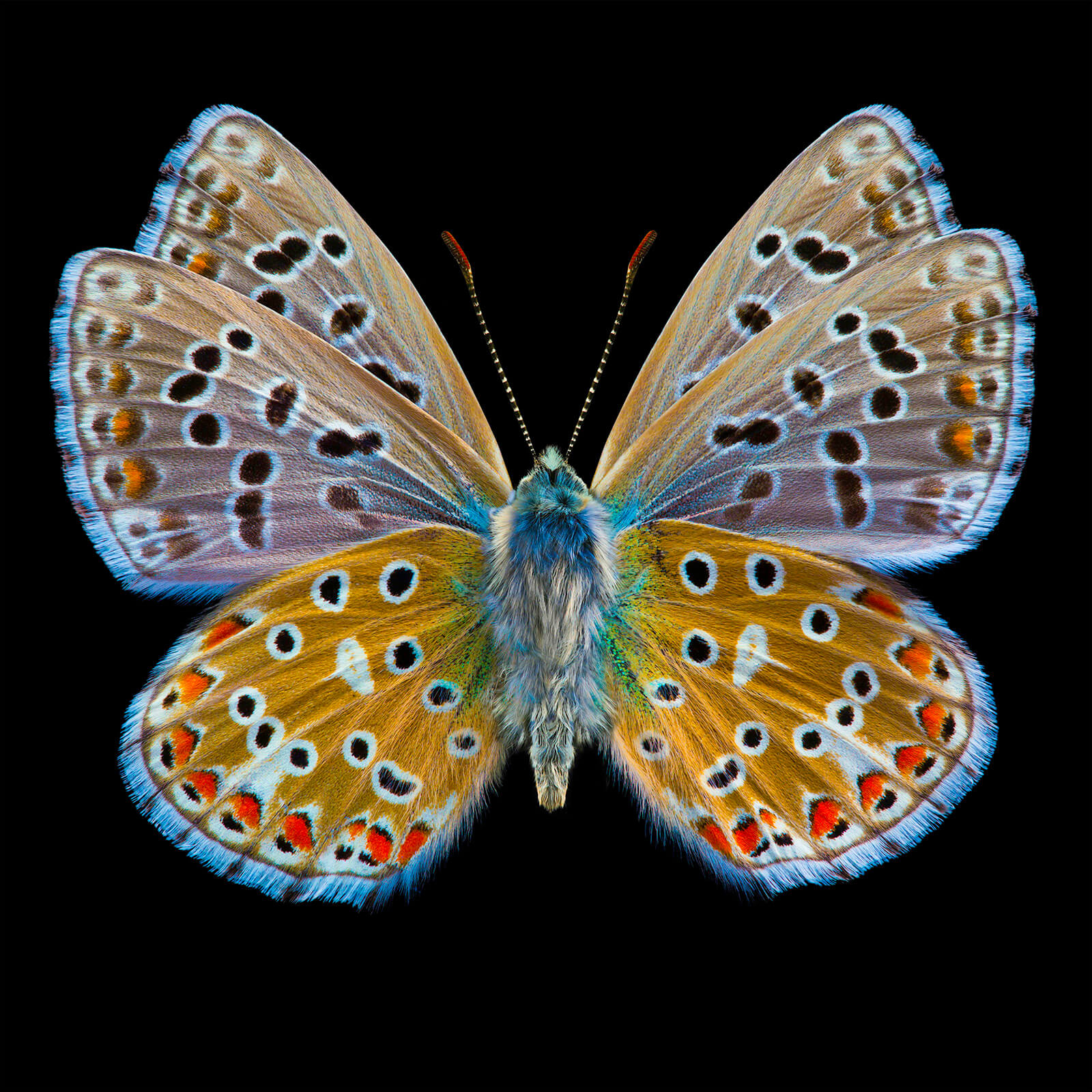Slider Image