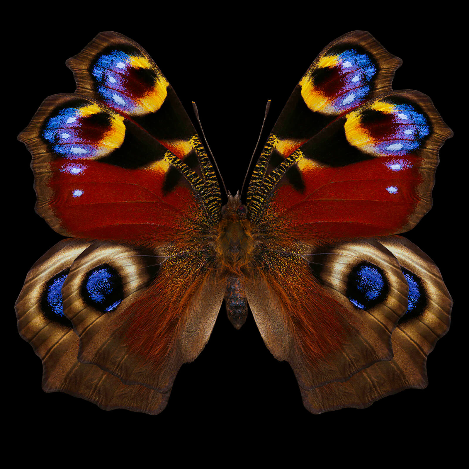 Slider Image
