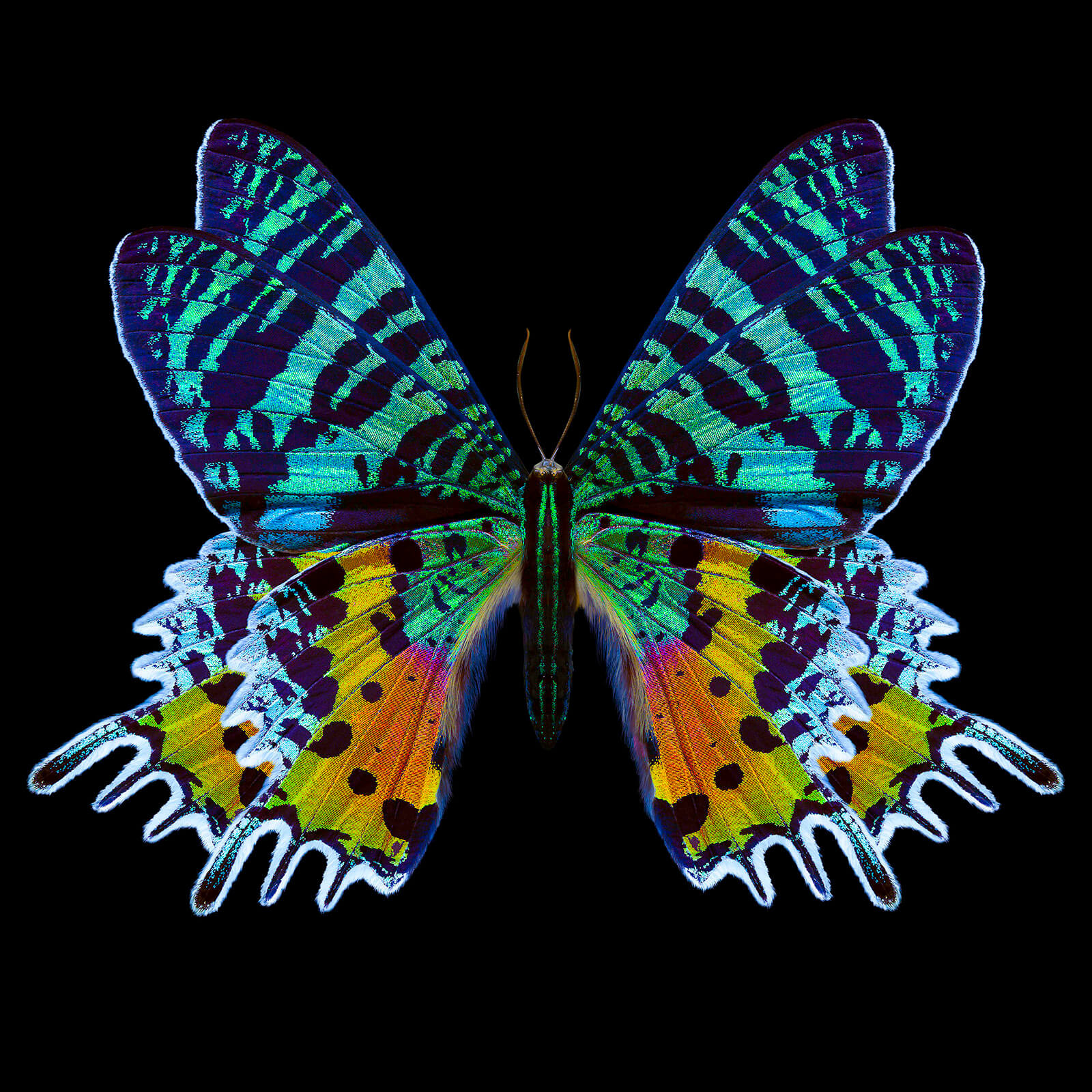 Slider Image